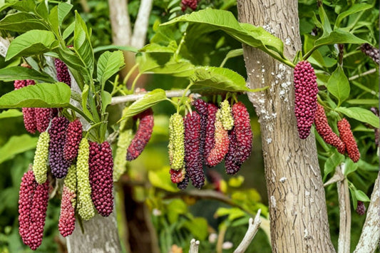 Pakistan Mulberry Tree Live Plant – 6–8" Tall – Morus macroura