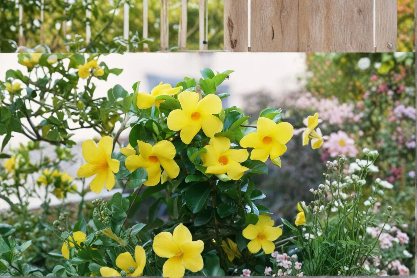 2 Yellow Mandevilla Live Starter Plants – 4–7 Inch Tall Flowering Vines