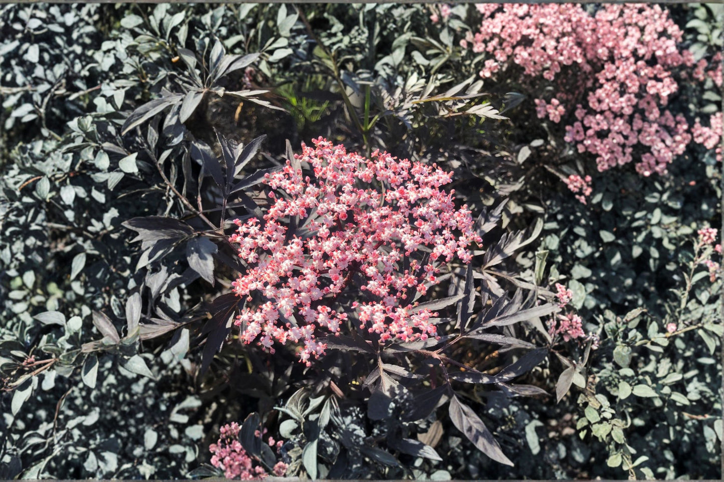 Black Lace Elderberry Live Shrub – Quart Pot – Sambucus nigra with Pink Flowers