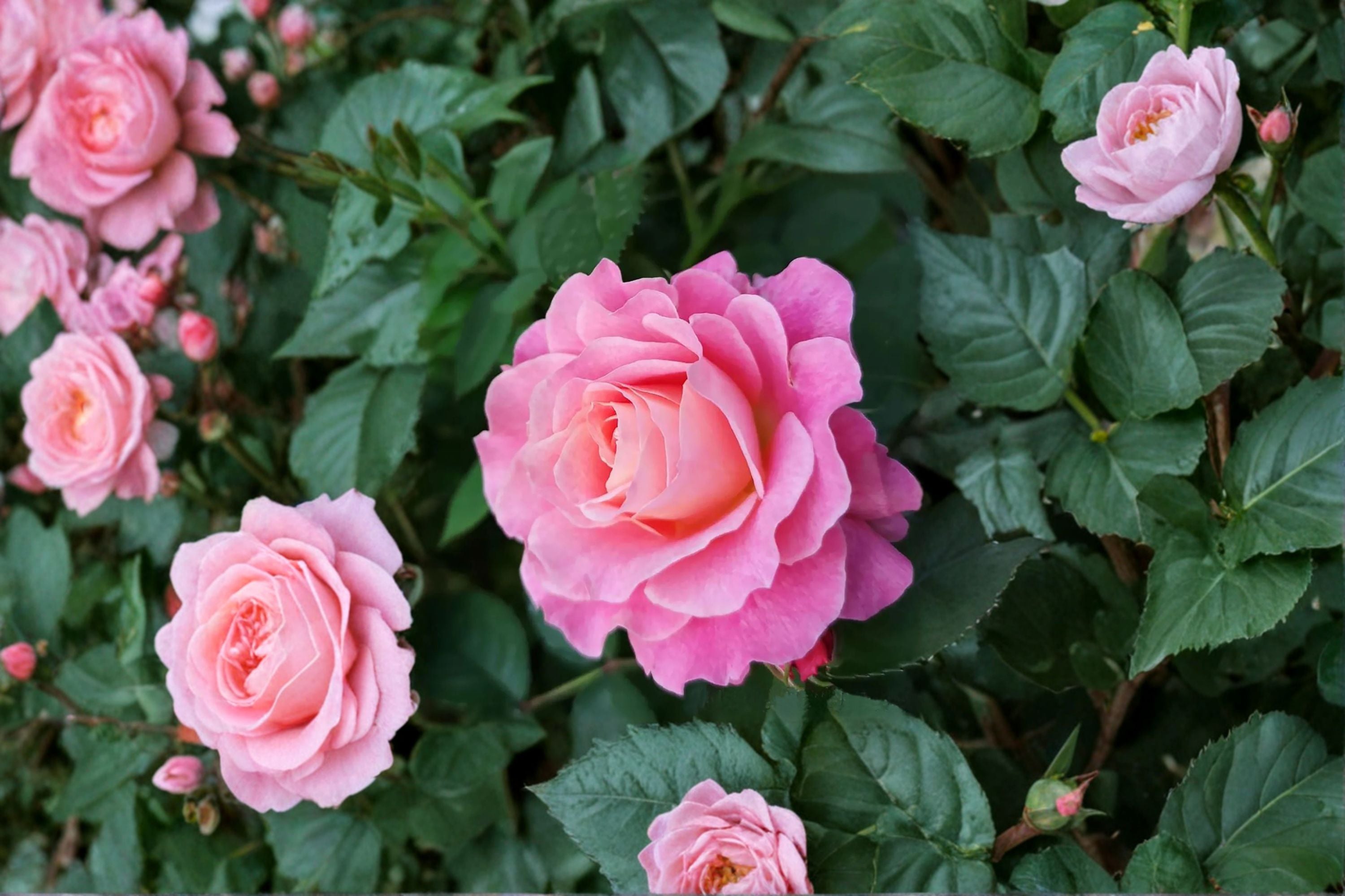 Neptune King Terrazza Rose Live Plant – Fragrant Balcony Rose