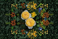Ludior Rose Own Root Live Plant – Yellow Japanese Garden Rose