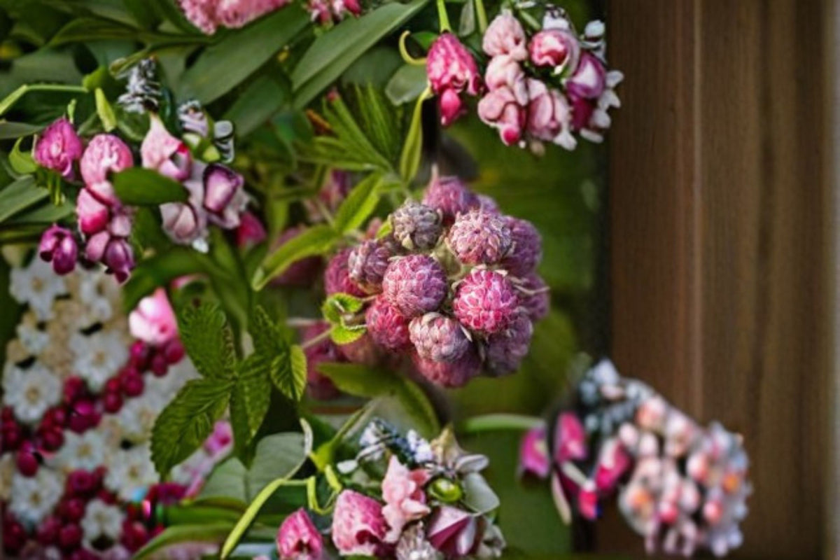 Mysore Raspberry Live Plant – Rubus niveus Fruiting Shrub