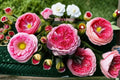 Morden Art Rose Live Plant – Modern Style Garden Rose