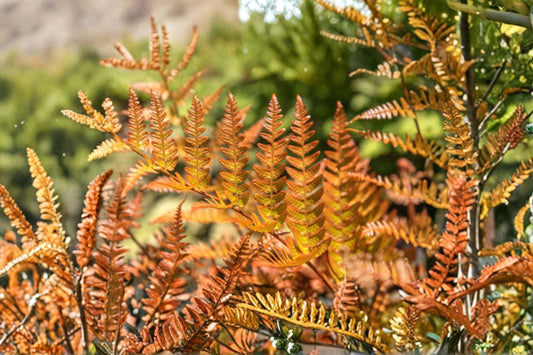 Autumn Fern Live Plant – 2-Inch Pot – Dryopteris erythrosora