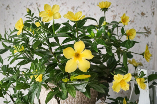 Brown Bud Allamanda Live Plants – 3 Pack – 4–6" Tall – No Pot – Flowering Perennial Vine