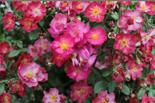 Robin Hood Rose 4 Live Cuttings – 5–7" – Hybrid Musk Rose