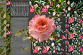 Special Love Song Rose Live Plant – Romantic Garden Cut Rose