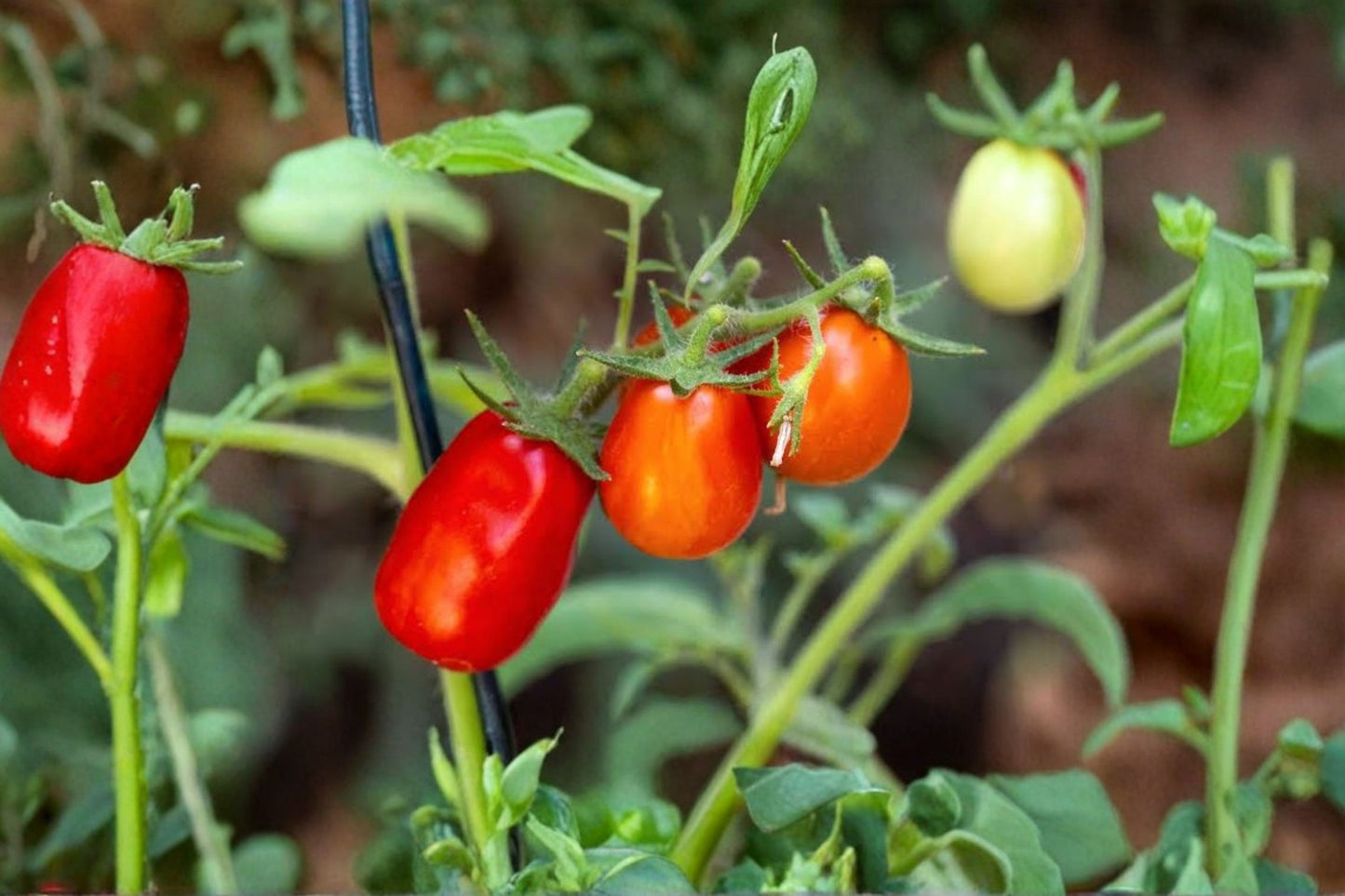 San Marzano Live Tomato Plants – 2 Plants – 6–8" Tall – 4" Pot – Solanum lycopersicum
