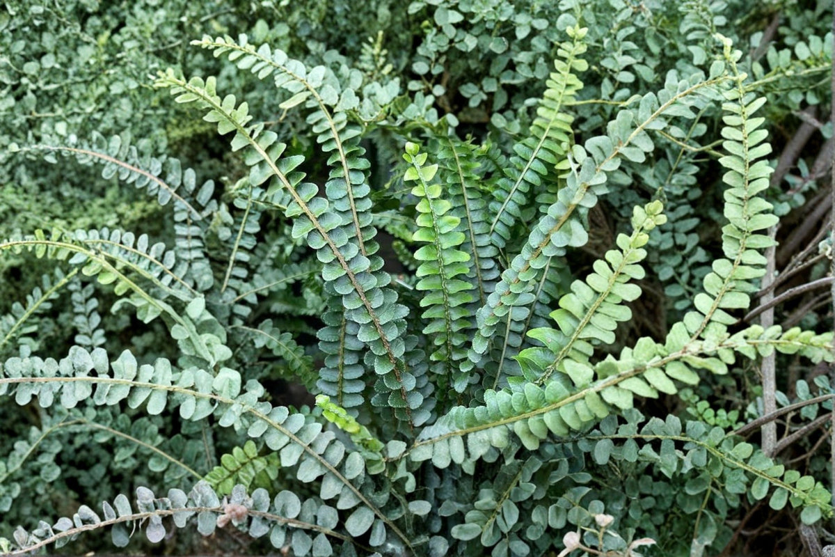 Lemon Button Fern Live Plant | Nephrolepis cordifolia 'Duffii' | 4 Inch Fern | Compact Indoor Houseplant | Tropical Foliage Plant