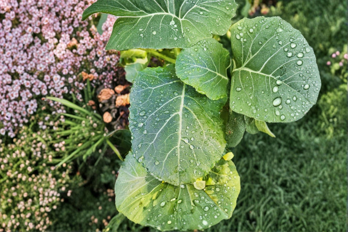 Jolly Green Tree Collard Cuttings | 3 Unrooted Tree Collard Cuttings | Perennial Collard Greens | Large Leaf Vegetable Plant | Propagation