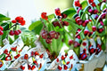 Bing Cherry 6 Cuttings – Prunus avium