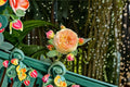 Rosomane Janon Rose Live Plant – Fragrant French Repeat Rose