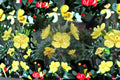 Evening Primrose Seeds Oenothera Lamarckiana Yellow Flower Biennial Wildflower Night Blooming Garden Plant 200 Seeds