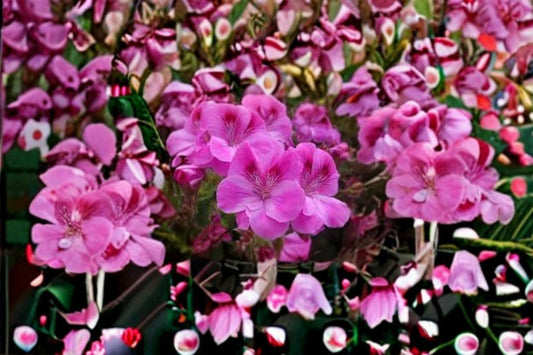 Regal Geranium Cutting – Pelargonium × domesticum