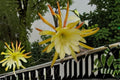 Epiphyllum Kings Ransom 1 Cutting – Epiphyllum spp.