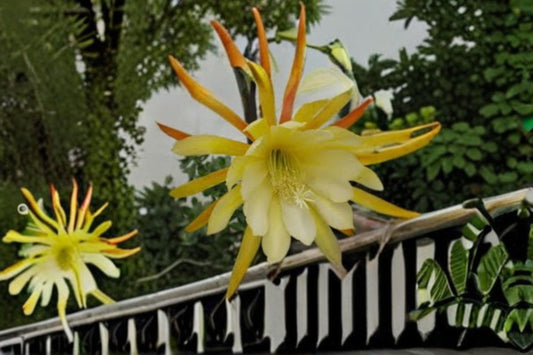 Epiphyllum Kings Ransom 1 Cutting – Epiphyllum spp.