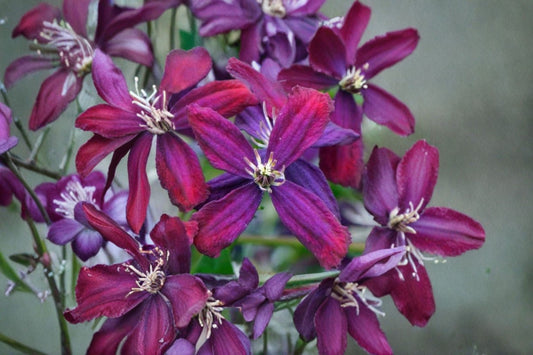 Sweet Summer Love Clematis Live Plant – 1 Gal – 6–24" Tall – Red-Purple Flowers