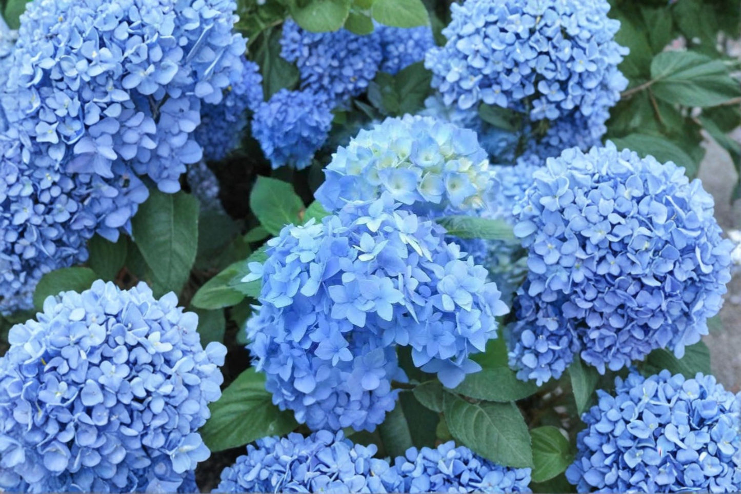 Nikko Blue Hydrangea Live Plant – Quart Pot – 6–10" Tall – Hydrangea macrophylla 'Nikko Blue'