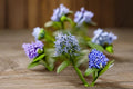 Eastern Bluestar Seeds Amsonia Tabernaemontana Blue Flower Native Perennial Garden Pollinator Plant Meadow Border 10 Seeds