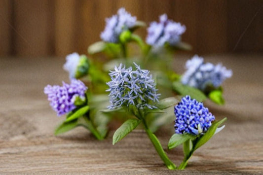 Eastern Bluestar Seeds Amsonia Tabernaemontana Blue Flower Native Perennial Garden Pollinator Plant Meadow Border 10 Seeds
