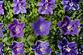 Tussock Bellflower Seeds Campanula Carpatica Blue Purple Perennial Flower Garden Border Rock Garden Plant 100 Seeds