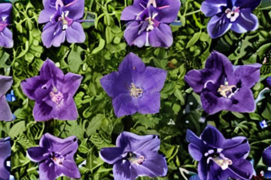 Tussock Bellflower Seeds Campanula Carpatica Blue Purple Perennial Flower Garden Border Rock Garden Plant 100 Seeds