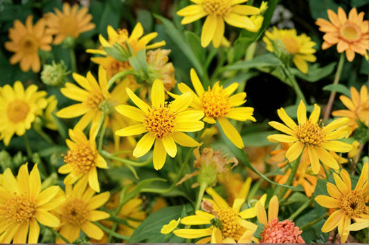 Meadow Arnica Seeds Arnica chamissonis Yellow Wildflower Seeds Perennial Garden Flower Planting 100 Seeds