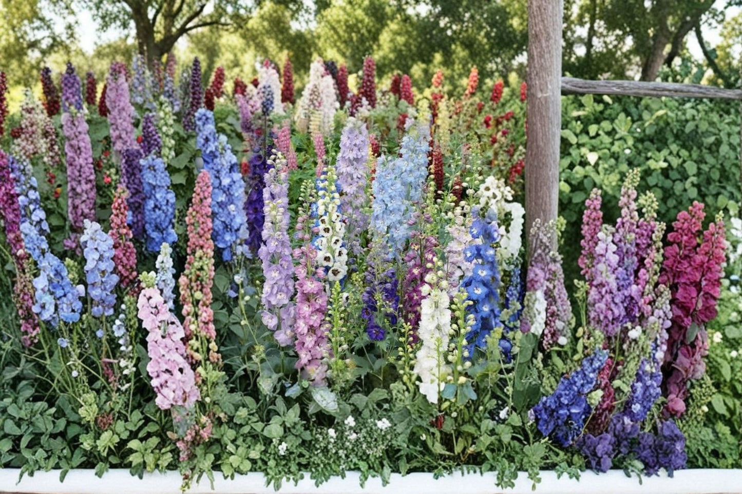 Delphinium Magic Fountains Mix Live Starter Plugs (4 Pack) – Delphinium elatum (Larkspur)