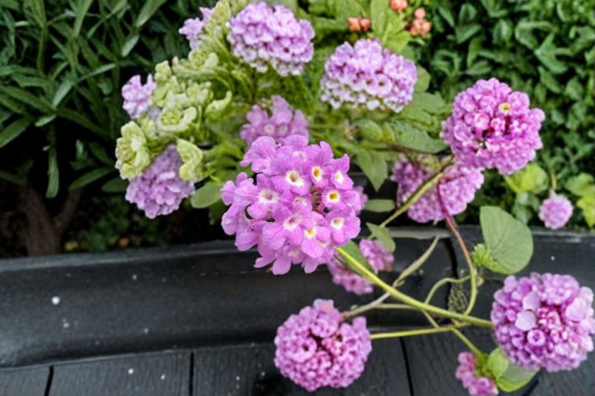 Trailing Lavender Lantana Live Plant | Lavender Flowering Plant | Outdoor Lantana Starter | Spreading Garden Plant | No Pot