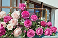 Bernadette Lafont Rose Live Plant – Fragrant French Garden Rose