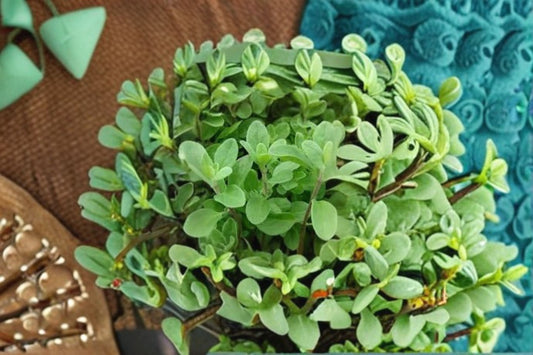 Marjoram 1 Plant – Origanum majorana