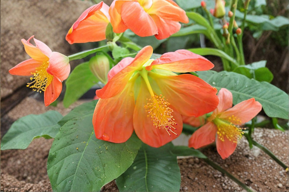 Abutilon 'Lucky Lantern Tangerine' Live Plug | Tangerine Flowering Shrub | Lantern Flower Plant | Compact Abutilon | Live Starter Plant