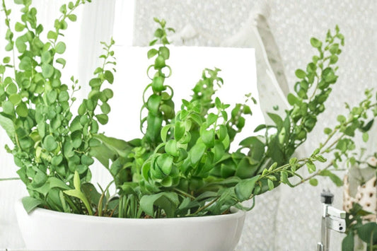 Curly Lipstick Plant 1 Live Plant – 6-Inch – Aeschynanthus radicans