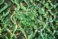 Umbrella Liverwort 1 Plant – Marchantia polymorpha