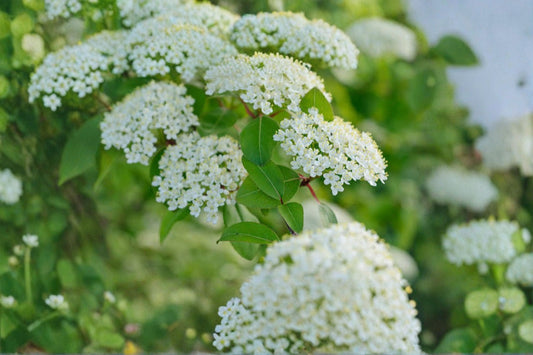 Blackhaw Viburnum 1 Live Shrub – 4-Inch Pot, 6–12 Inches Tall – Viburnum prunifolium