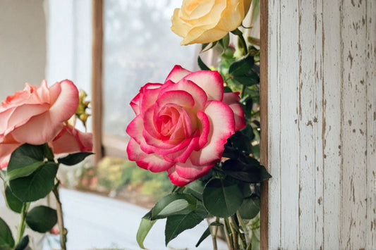 Cherry Parfait Shrub Rose Live Plant – Jubilé du Prince de Monaco