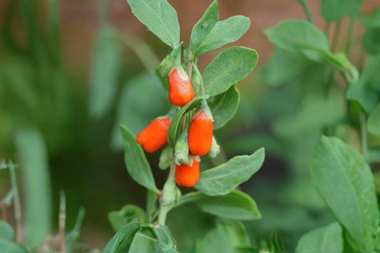 Goji Berry 6 Live Cuttings – 2–4" – Lycium barbarum Propagation