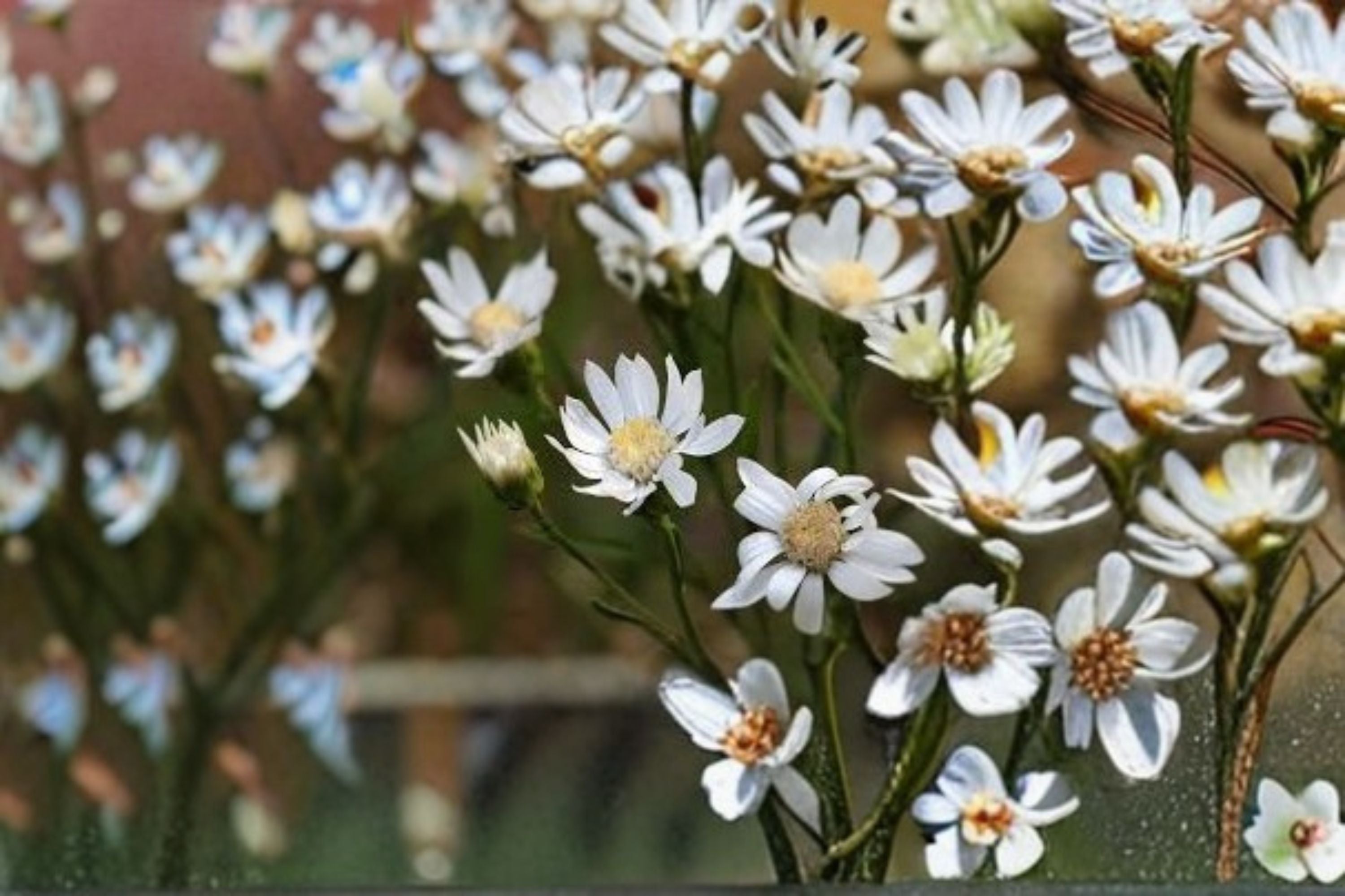 Upland White Goldenrod Seeds Oligoneuron album Native White Wildflower Seeds Perennial Garden Planting 100 Seeds