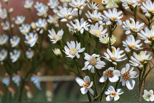 Upland White Goldenrod Seeds Oligoneuron album Native White Wildflower Seeds Perennial Garden Planting 100 Seeds