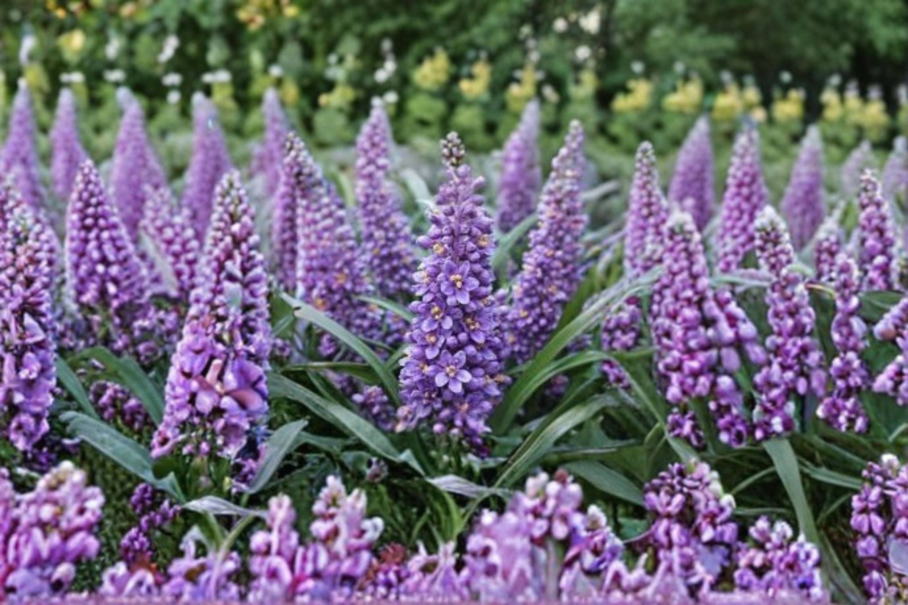 Big Blue Liriope Live Plant – Evergreen Ground Cover Perennial