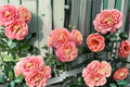 Augusta Luise Rose Live Plant – Fragrant Repeat Blooming Cut Rose