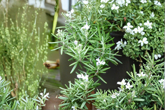 Trailing Rosemary Live Starter Plant – Rosmarinus officinalis 'Prostratus'
