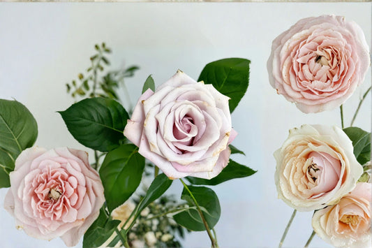 Wild Moss Rose Live Plant – Dusty Pink Brown Garden Rose