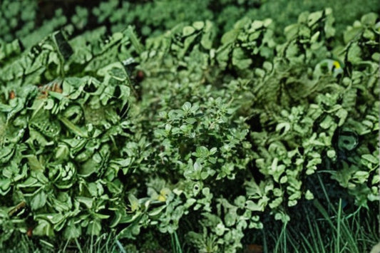 Silver Thyme 1 Plant – Thymus vulgaris ‘Argenteus’
