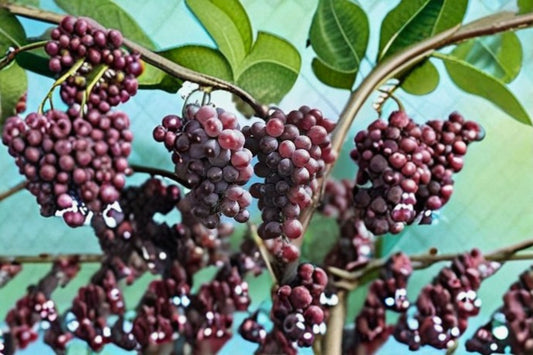 Vanessa Red Seedless Grape Vine Live Plant – 1 Plant – 1–2 Years Old