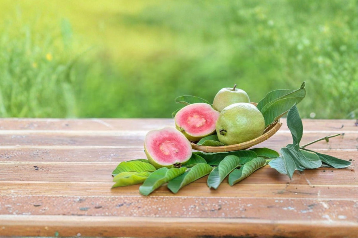 Pink Guava Tree Live Plant | Psidium guajava | Sweet Pink Guava Plant | 7-8 Inch Starter Tree | Tropical Fruit Plant | Guava Tree