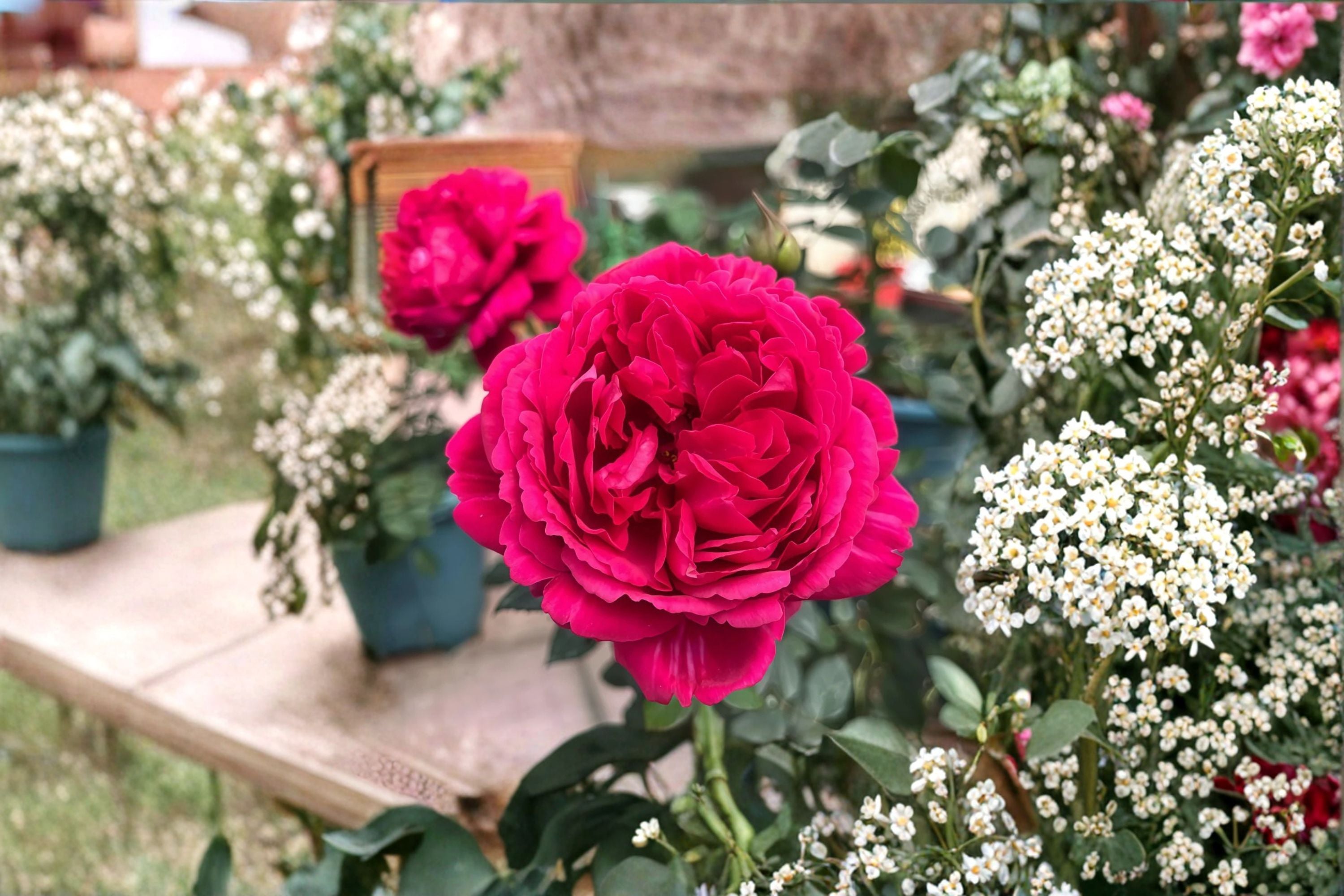 Traviata Rose Live Plant – Velvety Red Hybrid Tea Rose