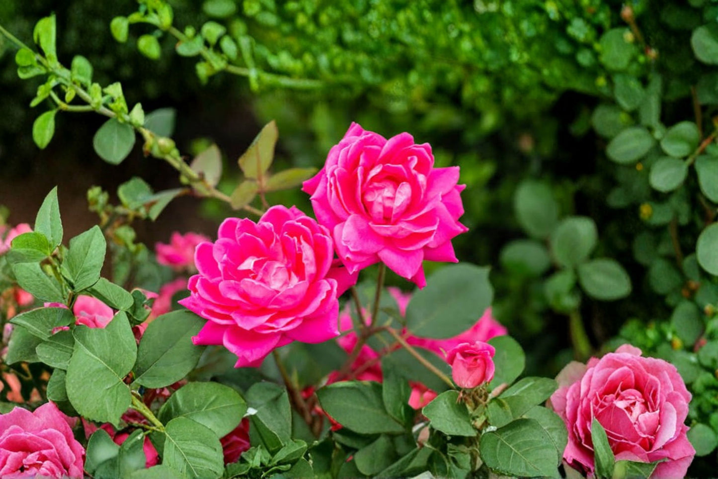Double Pink Knock Out Rose Live Plant – Rooted Cutting – Pink Flowering Rose
