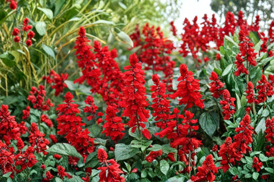 Red Salvia Live Plant – 2 Plants per 4" Pot – Salvia splendens