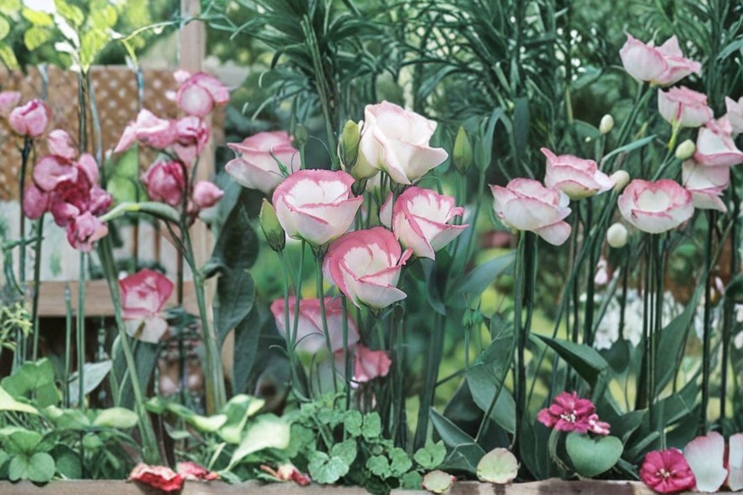 Lisianthus Echo Pink Picotee Live Plant – 2" Pot – Eustoma grandiflorum